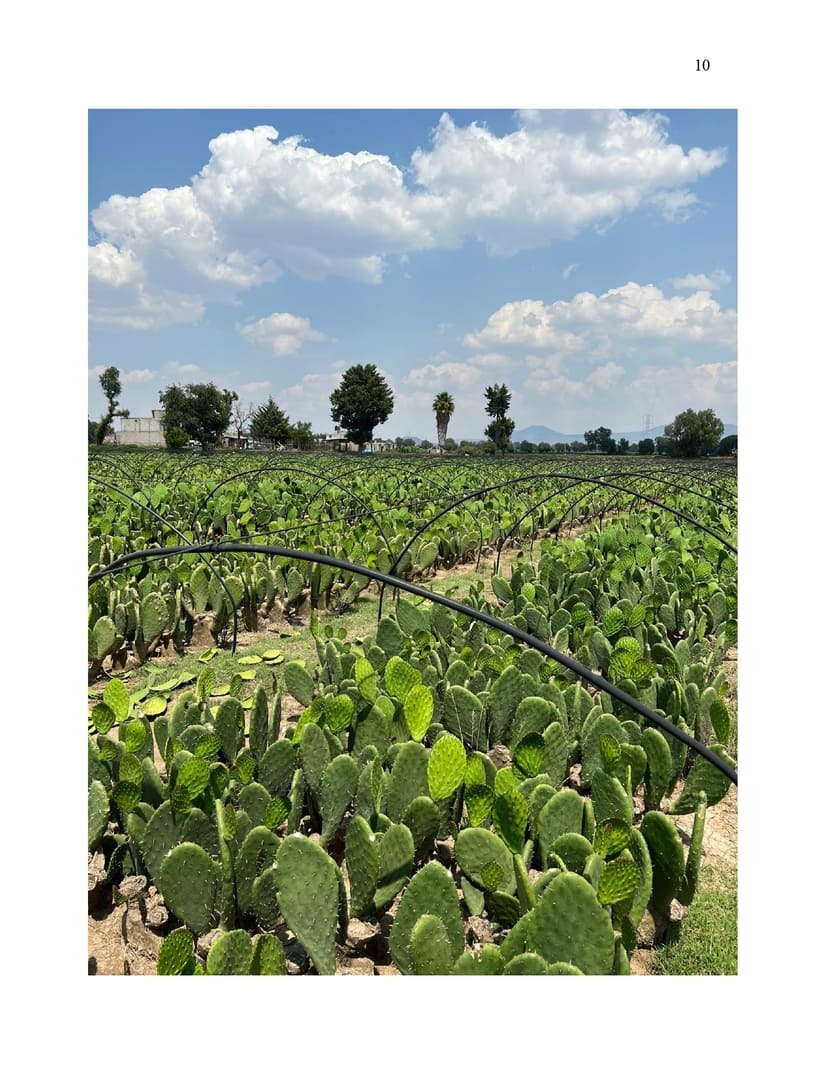 NOPAL